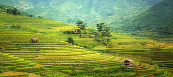 Lush Green Rice Terraces in Mountainous Asian Landscape