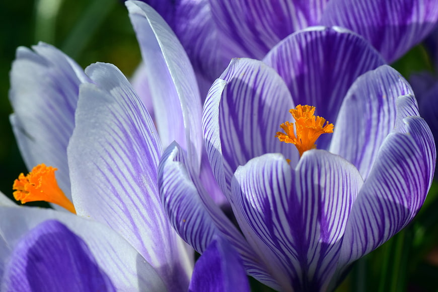 Close-up of purple striped crocus flowers with orange stamens
