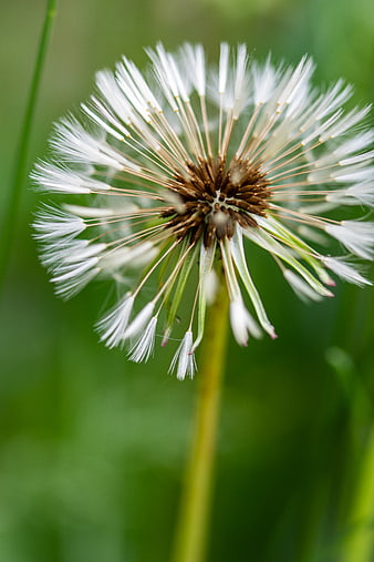 Close-up of a Dandelion Seed Head in a Green Field