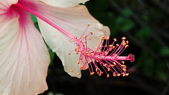 Close-up of Pink Hibiscus Flower with Detailed Stamen