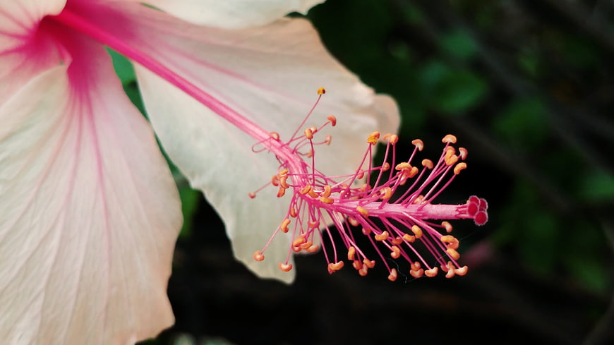 Close-up of Pink Hibiscus Flower with Detailed Stamen