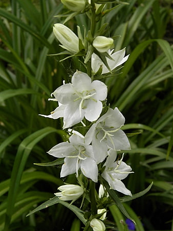 Close-up of white bellflowers on a green stem
