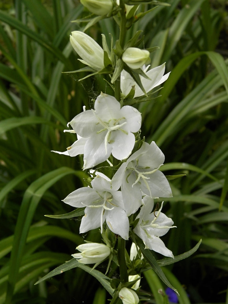 Close-up of white bellflowers on a green stem