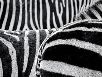Close-up black and white zebra fur texture pattern