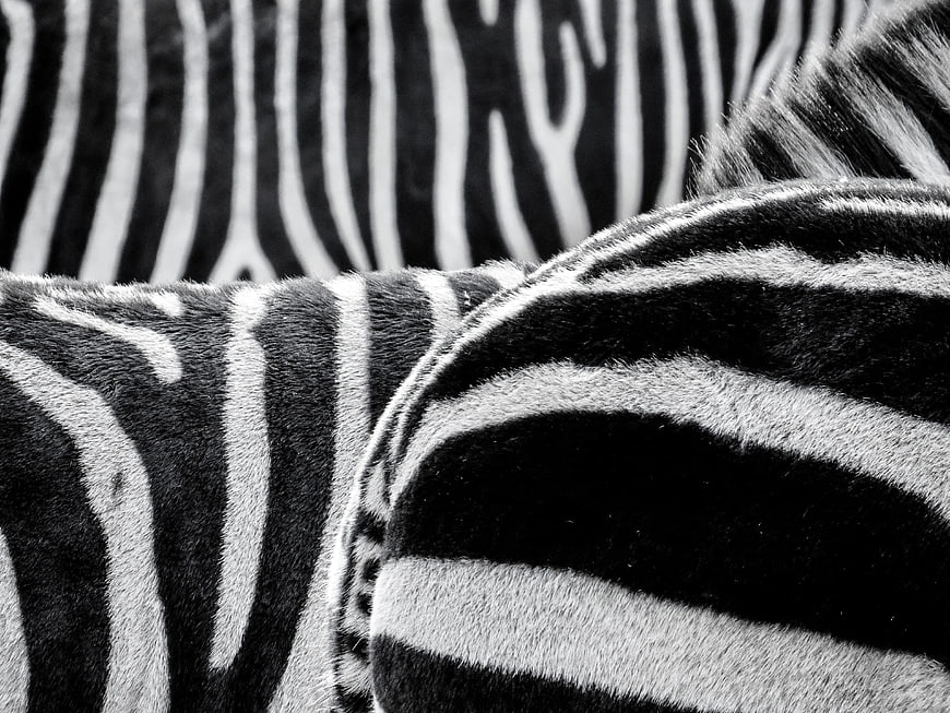 Close-up black and white zebra fur texture pattern
