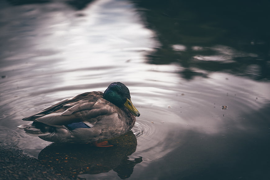 Male Mallard Duck Floating on Calm Dark Water