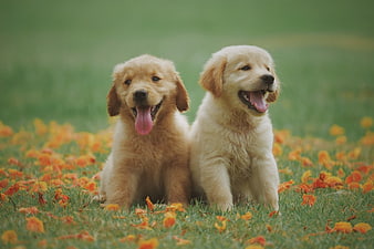 Two Golden Retriever Puppies Playing in Autumn Leaves