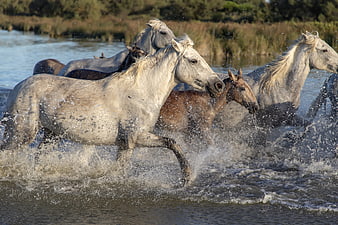 Wild Horses Galloping Through River Water Splash