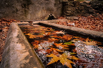 Autumn leaves floating in a rustic stone fountain
