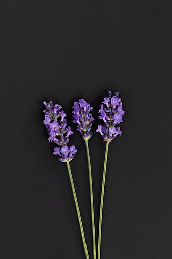 Three Lavender Stems Flat Lay on Black Background