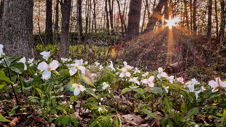 White Trillium Flowers Blooming in Spring Forest Sunlight