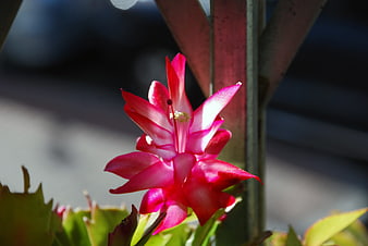 Vibrant Pink Christmas Cactus Flower in Sunlight