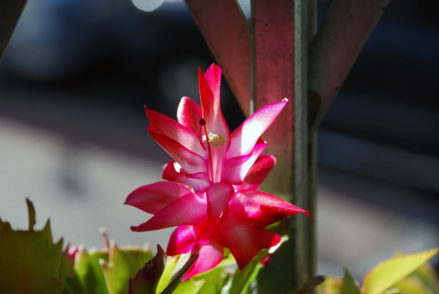 Vibrant Pink Christmas Cactus Flower in Sunlight