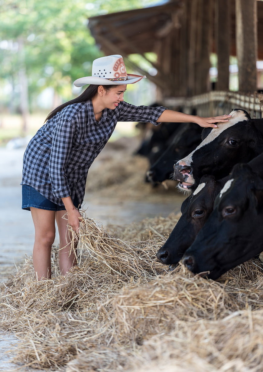 Woman in Cowboy Hat Feeding Cows on Farm