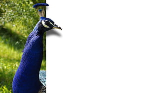 Blue Peacock Head and Neck with White Copyspace