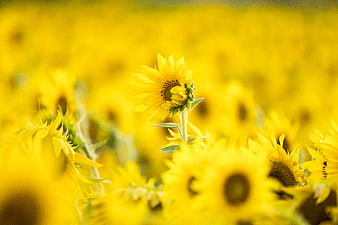 Vibrant Sunflower Field with Shallow Depth of Field