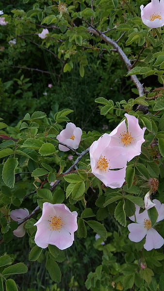 Delicate Pink Wild Rose Flowers on Green Bush