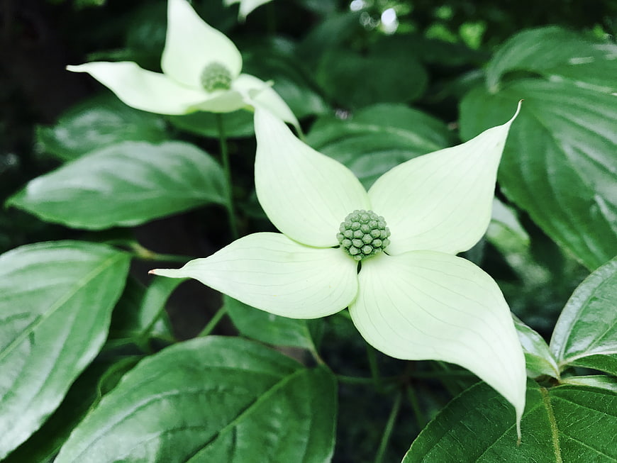 Close-up of White Dogwood Flower with Green Leaves