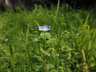 Close-up of small blue flower in green grass