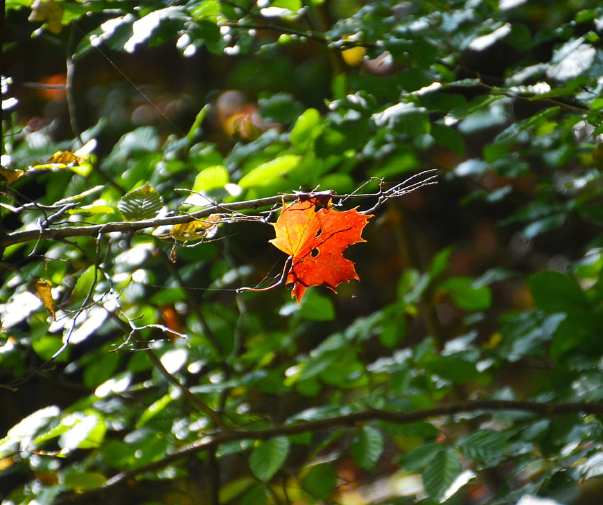 Lone Orange Maple Leaf on Branch in Green Forest