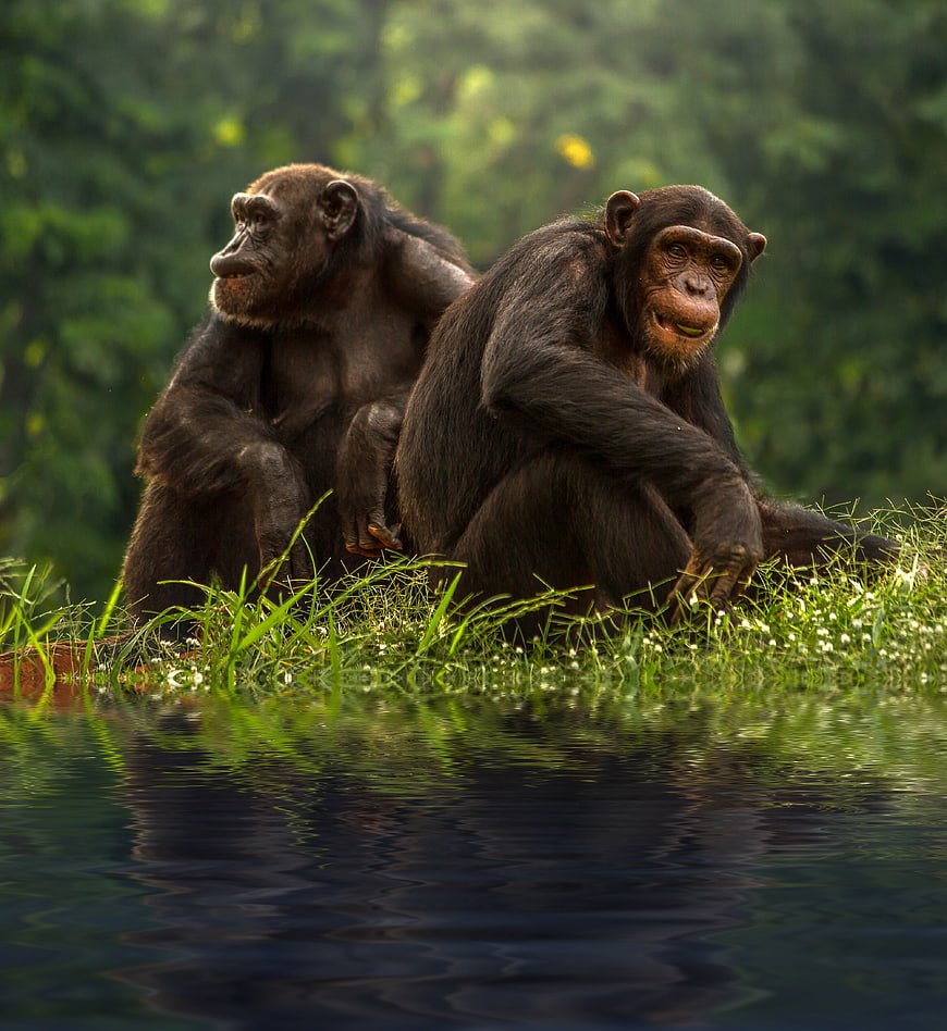 Two chimpanzees sitting by water in a natural setting