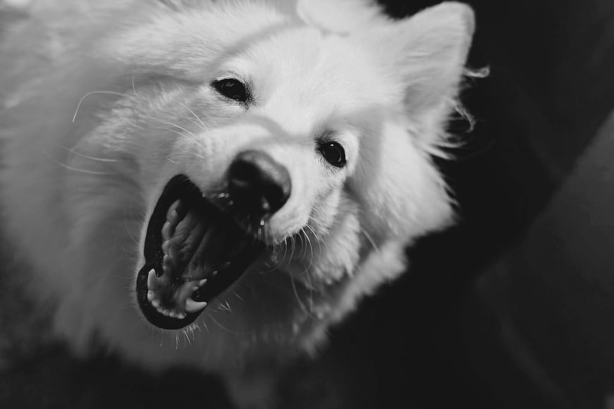 Close-up black and white portrait of a white fluffy dog barking