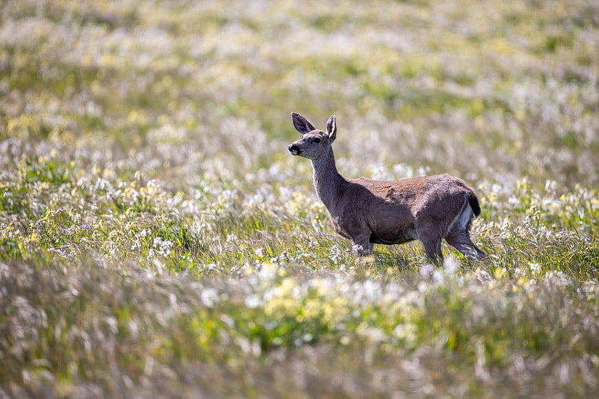 Young deer standing alert in a sunny meadow