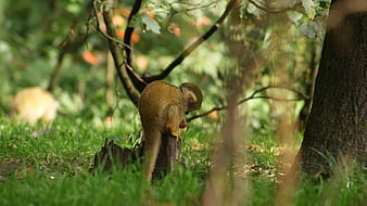Squirrel Monkey Perched on Tree Stump in Forest
