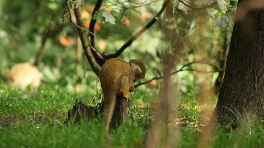 Squirrel Monkey Perched on Tree Stump in Forest