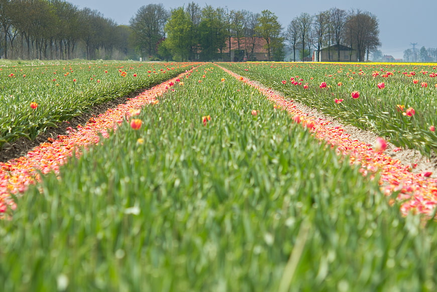 Mowed rows of tulips in a Dutch spring field