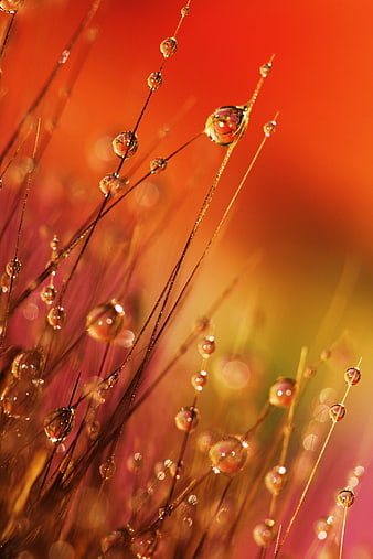 Macro photography of dewdrops on grass blades with warm orange background