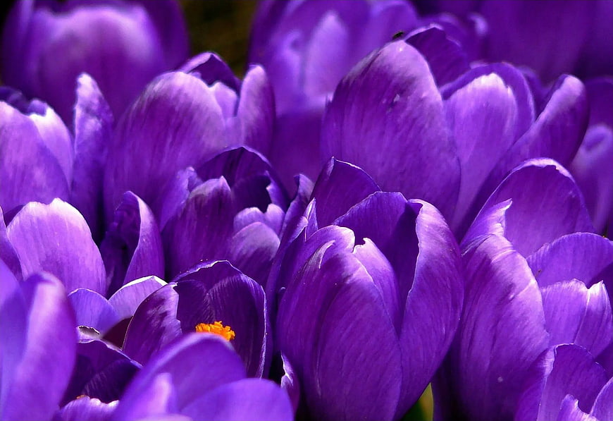Close-up of vibrant purple crocus flowers with orange stamens
