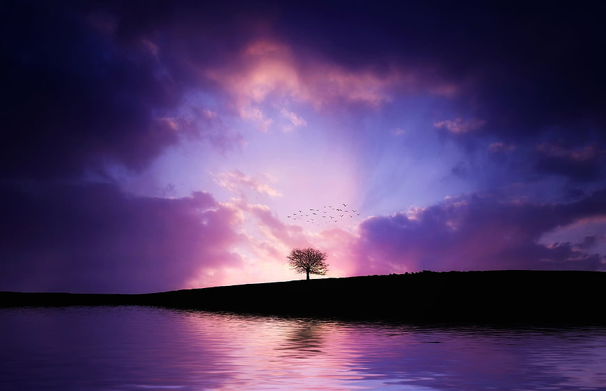 Dramatic purple sunset over lake with silhouetted tree and birds