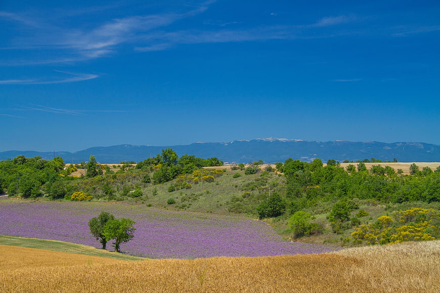 Lavender field with golden wheat and distant mountains