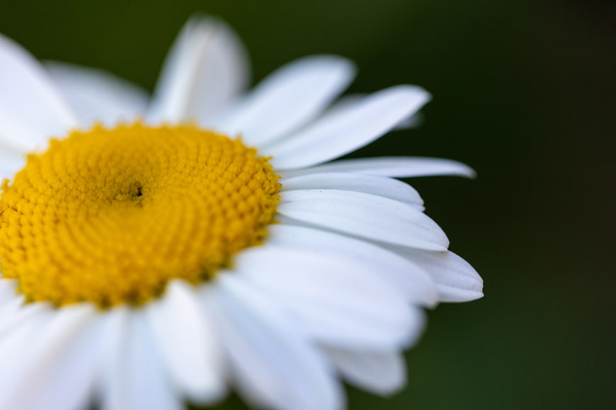 Close-up of a white daisy with yellow center on green background