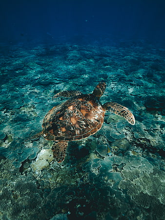 Sea turtle swimming over coral reef underwater