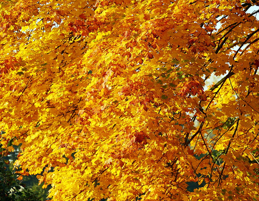 Vibrant golden autumn maple leaves in sunlight