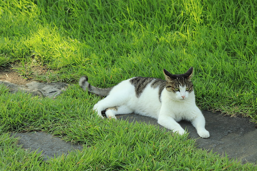 White and Tabby Cat Resting on Stone Path in Green Grass