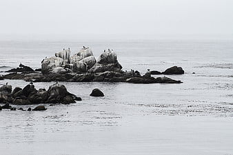 Seabirds perched on coastal rocks in calm ocean water