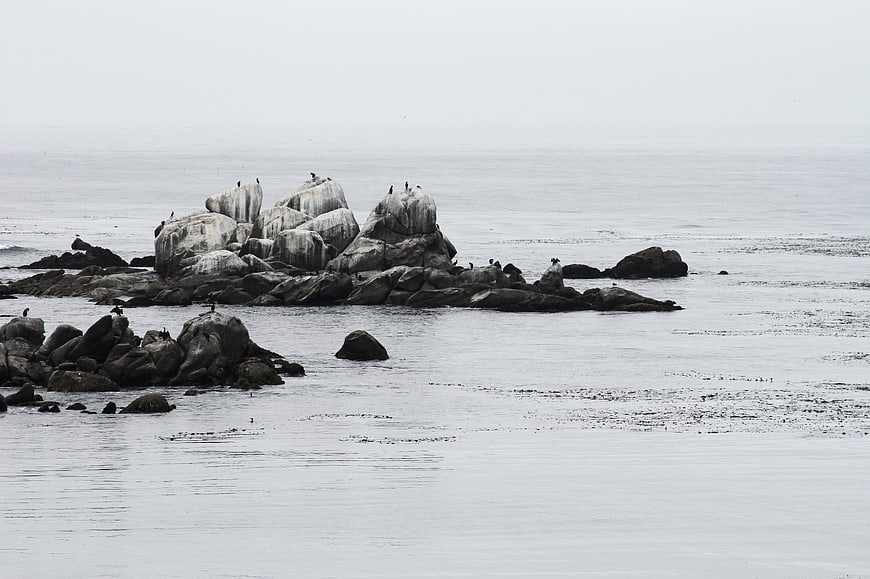 Seabirds perched on coastal rocks in calm ocean water
