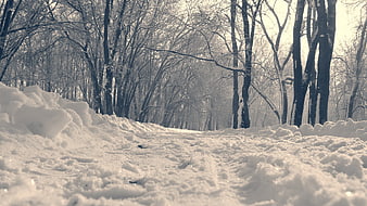 Snowy Forest Path in Winter with Bare Trees