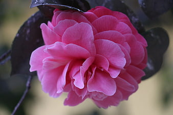 Close-up of vibrant pink camellia flower with dark leaves