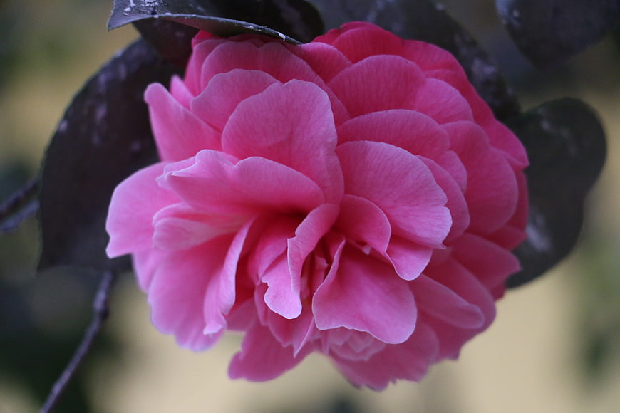 Close-up of vibrant pink camellia flower with dark leaves