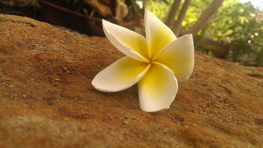 White and yellow plumeria flower on textured rock