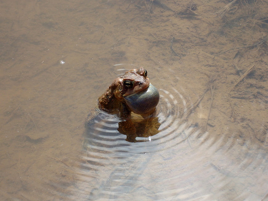 Toad Calling in Shallow Muddy Water