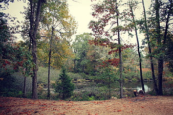 Serene autumn forest landscape with pond and fallen leaves