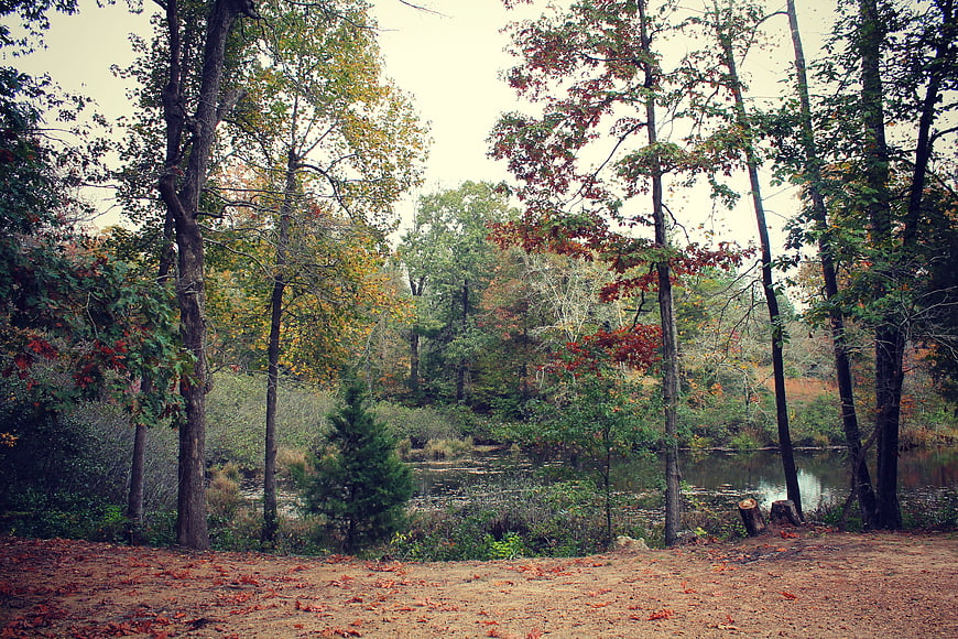 Serene autumn forest landscape with pond and fallen leaves