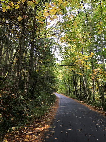 Winding asphalt road through autumn forest with yellow leaves