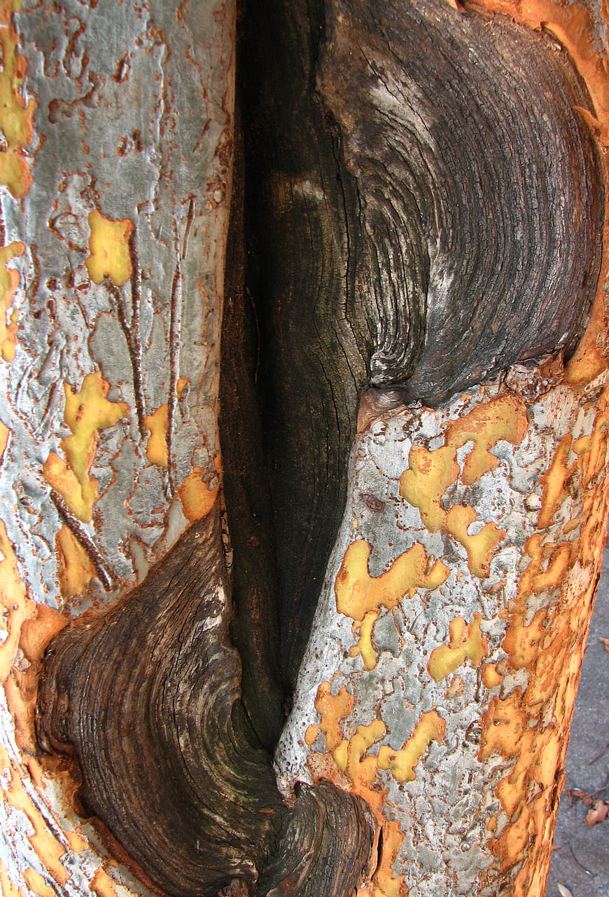 Close-up of textured tree bark with peeling gray and orange layers