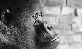 Black and white close-up portrait of a gorilla in profile